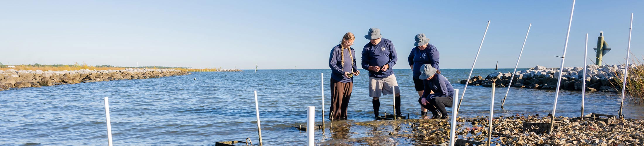 Students and professor doing oyster research in the water.