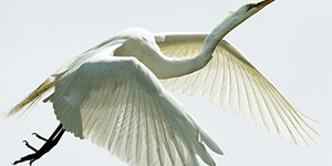 White bird flying