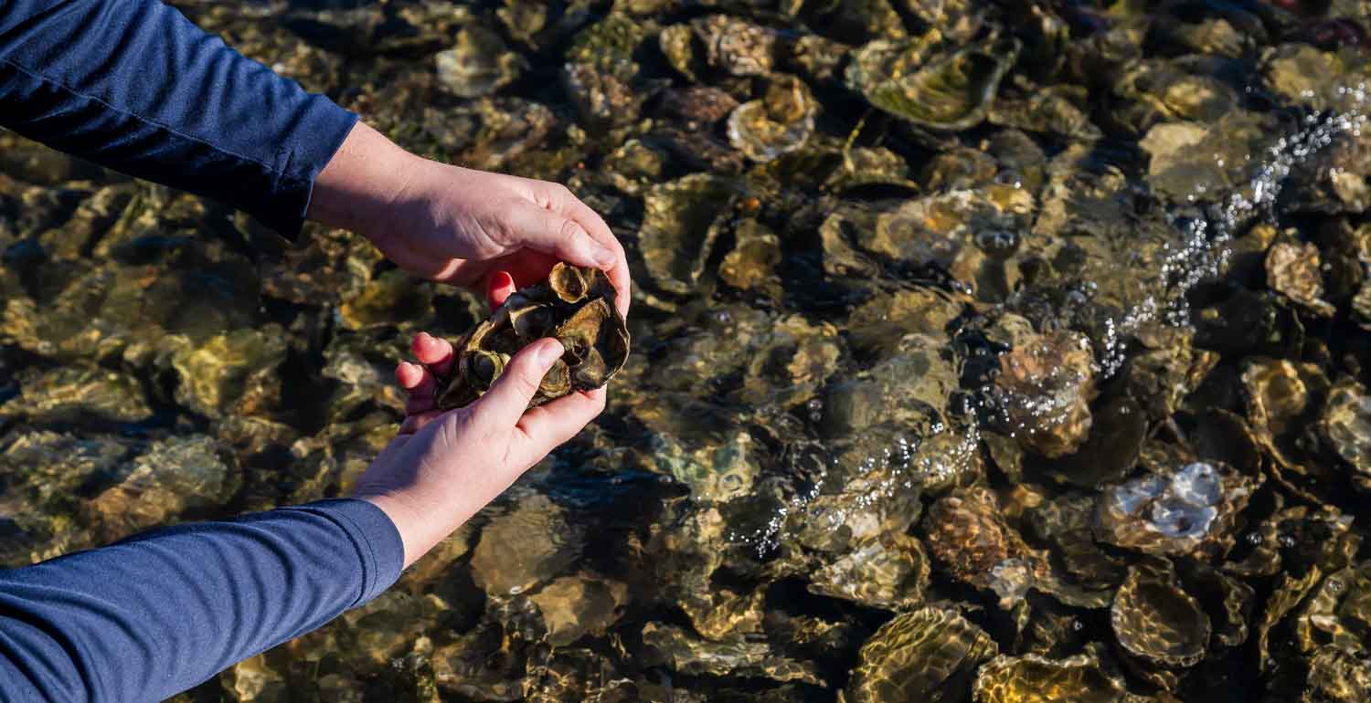 A student with their arms out holding up an oyster over an oyster bed